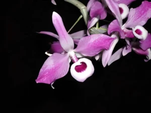 Bild von Dendrobium lituiflorum 4